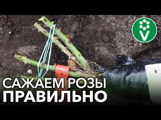 КАК ПОСАДИТЬ РОЗЫ ОСЕНЬЮ? Важные нюансы при осенней посадке роз