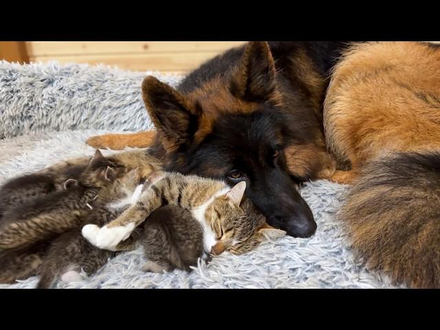 German Shepherd Protects and Babysits Mama Cat’s Newborn Kittens