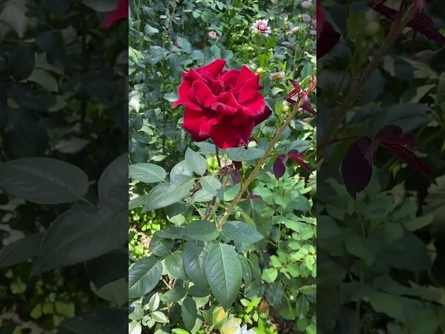 Роза чайно-гибридная Гранд Шато #flower #rose #garden