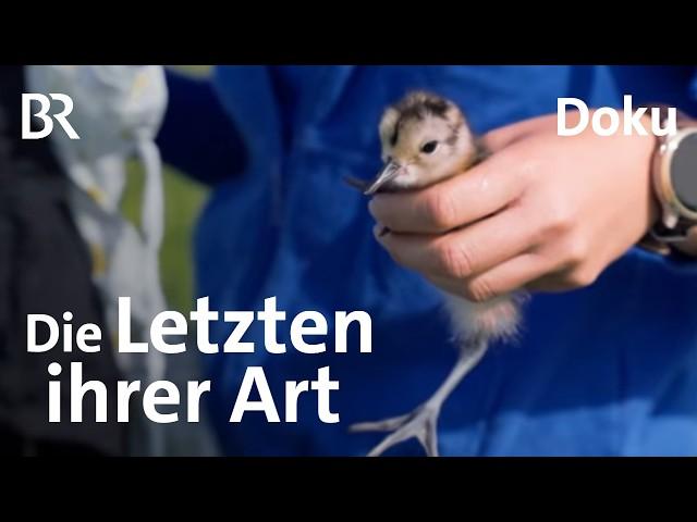 Die Letzten ihrer Art: Kampf um die Brachvögel | UNKRAUT | Doku | BR