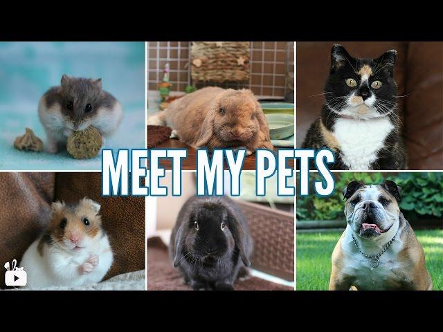 MEET MY PETS 2017