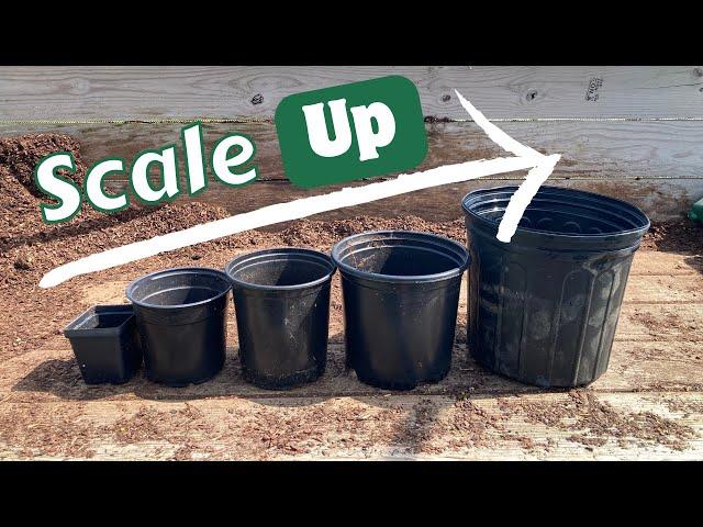 Going BIG - How to scale UP your small nursery!