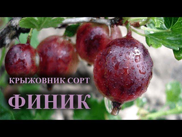 Крыжовник  Сорт ФИНИК