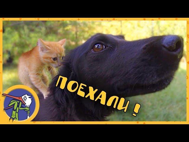 Kitten Cookie and puppy Gaffi first walk in the street and get acquainted with the dog Nochka