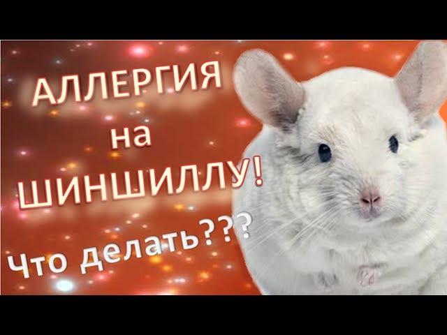 Аллергия на ШИНШИЛЛ! Может ли быть? Что делать если появилась? Как уменьшить риск ее появления!