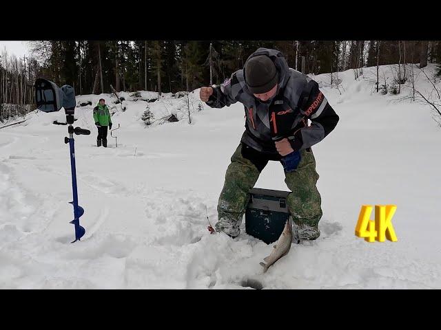 ТРОФЕИ ПРОСКАКИВАЮТ, НЕПЛОХАЯ РЫБАЛКА! В ПАЛАТКЕ С УЮТОМ МОРОЗНОЙ ВЕСНОЙ | 2 ЧАСТЬ.