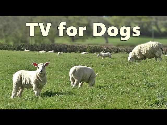 Dog TV Watching - Videos for Dogs - Sheep Sounds and Lambs Baaing ~ Relax with Nature