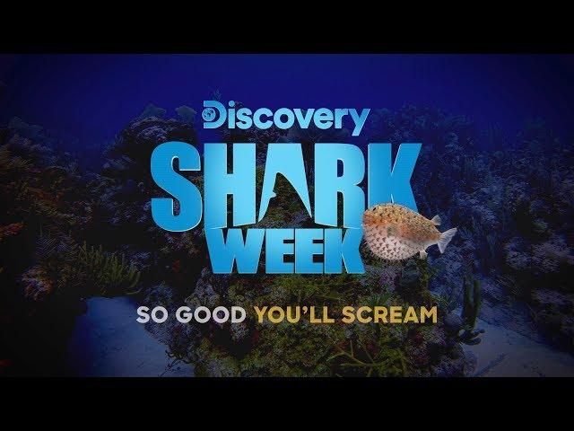 So Good You’ll Scream: Shark Week Starts Sunday, July 28!