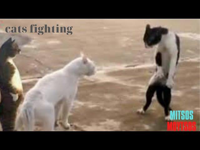 Angry Cat - Street Fighting Cats  Mitsos Moutsos #4