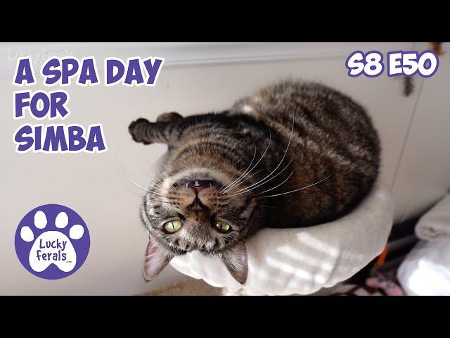 A Spa Day For Simba, Cats Under Observation - Lucky Ferals S8 E50 - Cat Vlog With 11 Cats