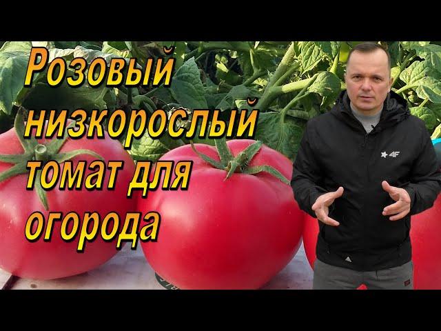 Отличный розовый низкорослый томат для открытого грунта!