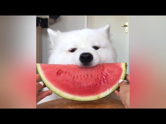 ASMR Dog Eating Watermelon