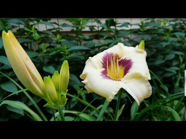 Hemerocallis Pandoras  box