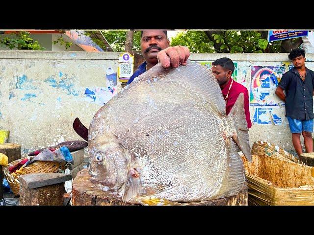 KASIMEDU  SPEED SELVAM | BIG BLACK SPADE FISH CUTTING VIDEO | IN KASIMEDU | FF CUTTING 