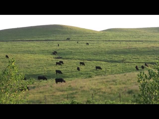 Differences Between High, Medium, Low-Profit Cow-Calf Producers