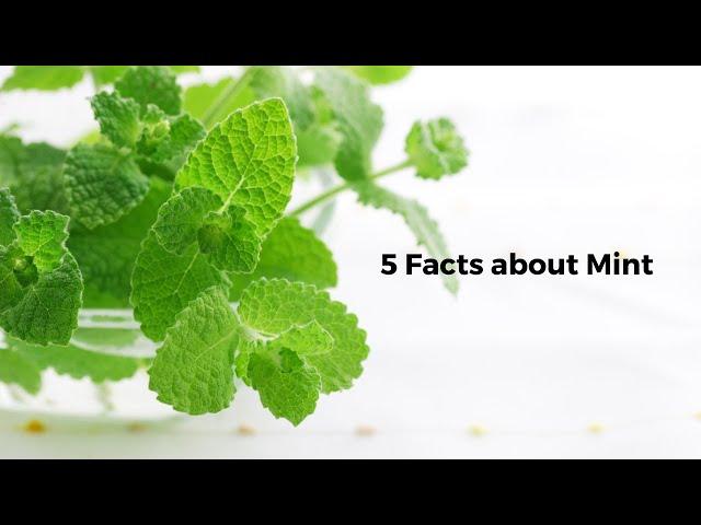 5 Facts about Mint | 5 Facts Hub