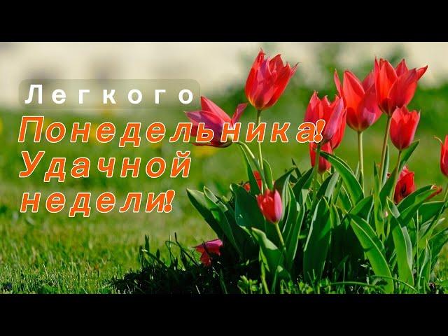С легким Понедельником! Поздравление с понедельником . Красивая музыкальная открытка .