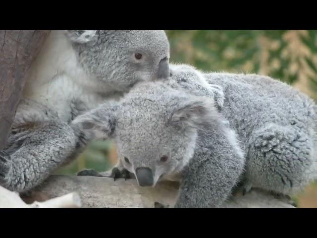 Kinder toys animals in nature @anystories #animalsforkids #kindertoys #natoons #videoforkids