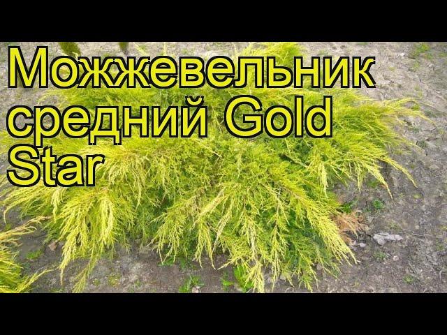 Можжевельник средний голд стар. Краткий обзор, описание juniperus pfitzeriana Gold Star