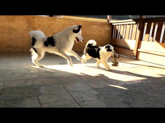 Yakutian Laika | Mom and daughter playing  So sweet 