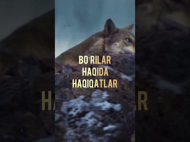 Bo’rilar haqida haqiqatlar - Abu Yusuf