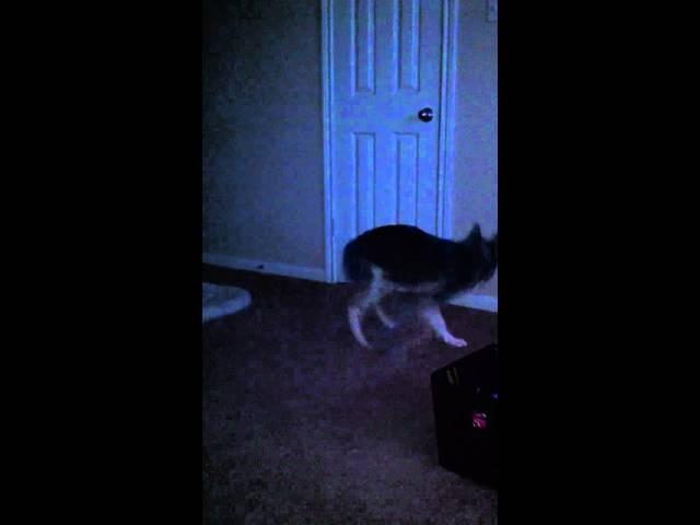 husky chasing his tail :)