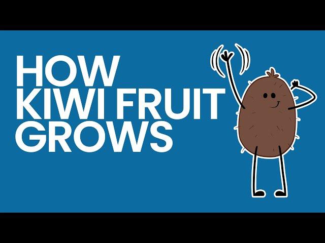 Kiwifruit - How it Grows with Jerry James Stone | How Kiwis are Grown in California