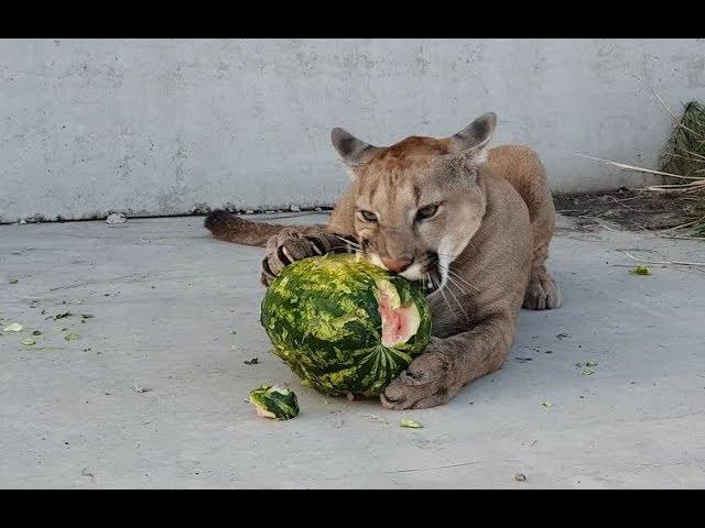 How to choose a watermelon? Puma who loves watermelons