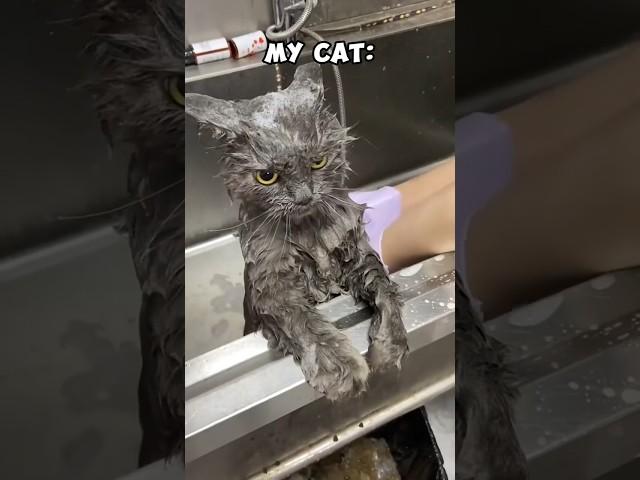 How My Cat Does It vs. Other Cats #funny #cats #kitten #pets #animals #funnymoments #funnyvideo