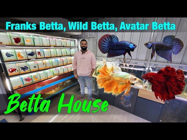 Exotic Betta I Avatar Betta I Franks Betta I Wild Betta in Betta House