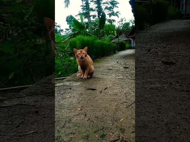 #ngapak #exsplorasi #vlog #suasanapedesaan #dipedesaan #sawah #petualang #petualangan #alam #kucing