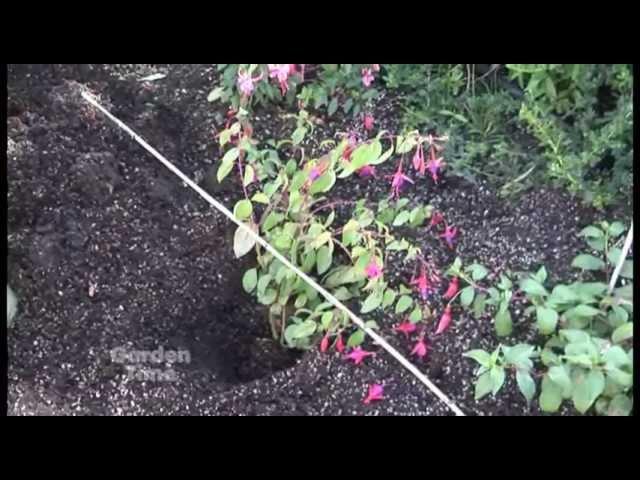 Planting hardy fuchsias