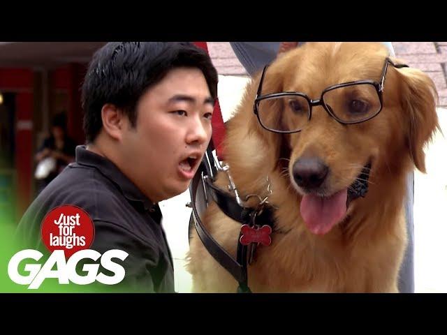 Dog Getting Its Geek On! - JFL Gags Asia Edition