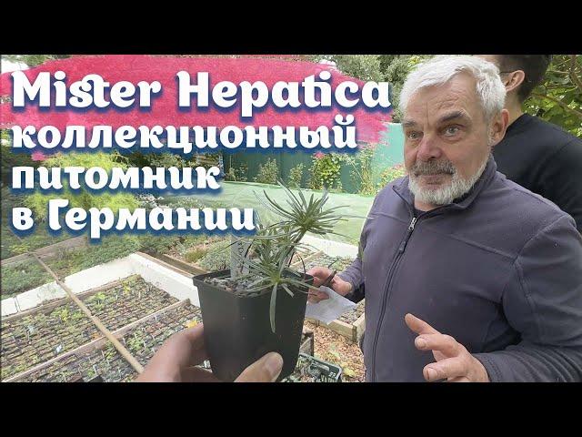 Коллекционный питомник Mister Hepatica|Германия