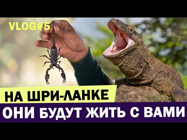 ОПАСНЫЕ 🪱животные Шри Ланки! Кого можно встретить на острове? Шри Ланка 2023 отзывы | Влог