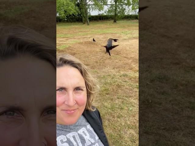  Why You Should NEVER Cross A Crow  #crow #corvids #crowbuddy #crows