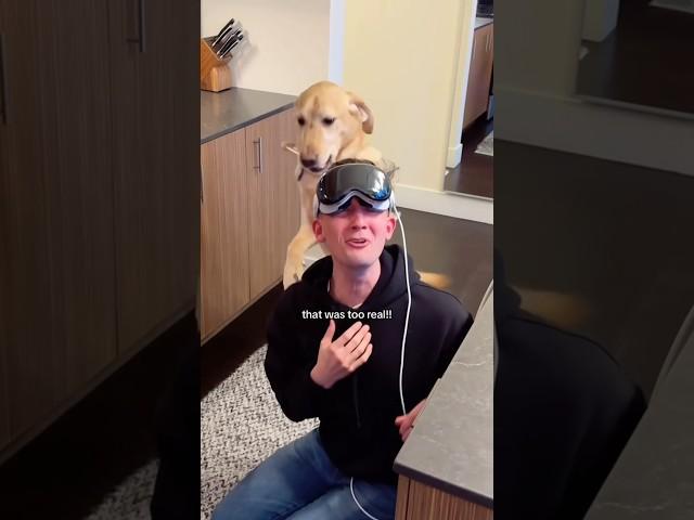 Guide dog PRANKS blind man (I’m HOWLING)  #shorts