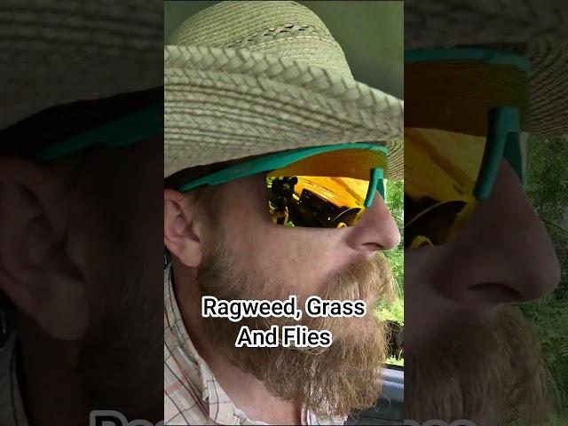 Ragweed, Grass, and Flies - Smiling Bovine Ranch