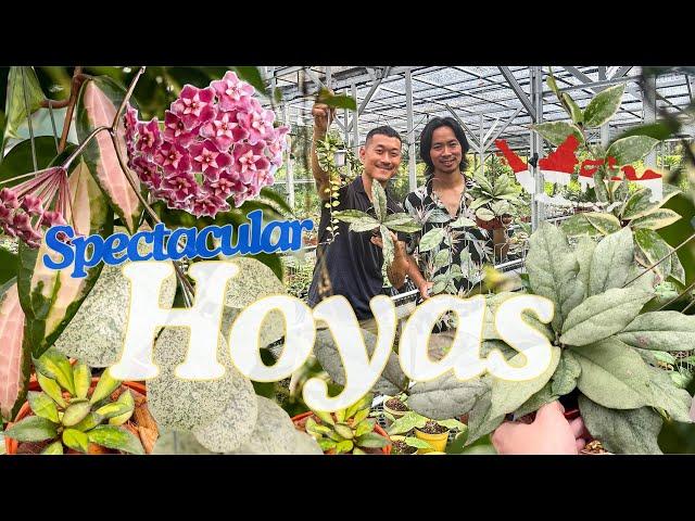 Indonesian Hoya Grower CREATES Spectacular Silver, Splash and Variegated Hoyas with Passion and ️