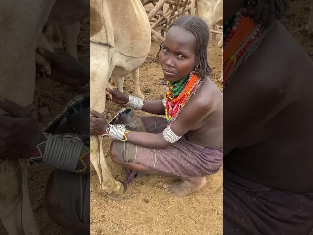 Woman from Arbore tribe milking a cow #shorts #ethiopia #omovalley