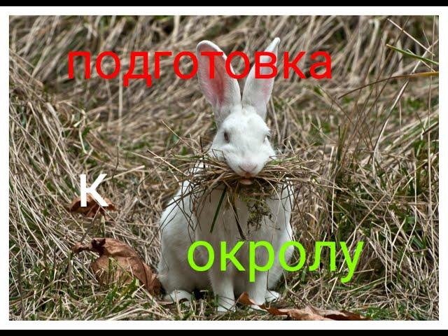 ПОДГОТОВКА КРОЛЬЧИХ К ОКРОЛУ