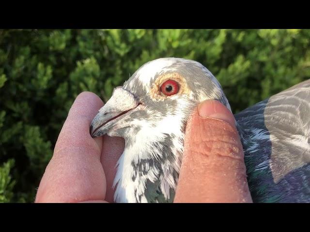 Son “Grandson Gesto”, Eijerkamp van Loon, bred by Marc van Nunen