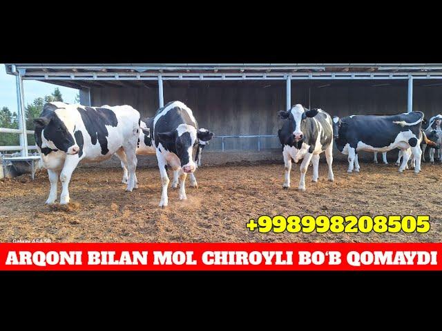 ARZONCHI UKA YORVORDI ️998208505 YANA 70 TA SIGIR KELDI MASHAOLLO