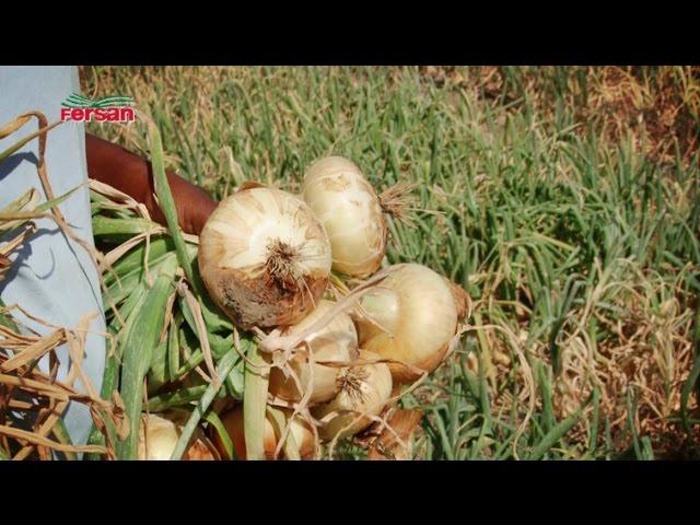 Onion Farmer Pamelitta Dann