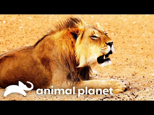 Forrest Goes to Zimbabwe To Track Down the Legendary Cave Lion! | Extinct or Alive | Animal Planet