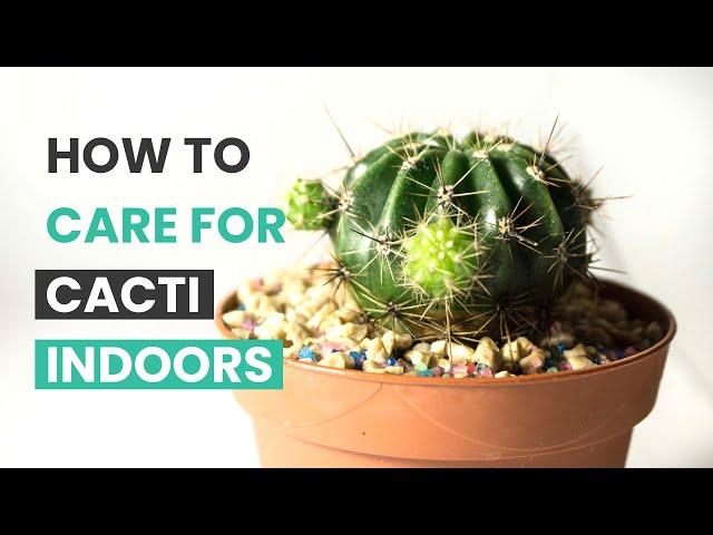 BEST TIPS | HOW TO CARE FOR CACTI INDOORS | CACTUS CARES