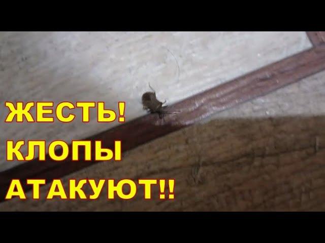 ЖЕСТЬ  ДНЕПР ‼️ КЛОПЫ АТАКУЮТ ‼️