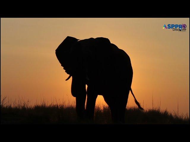 animal world elephant| wildlife animal video | ASP PRO