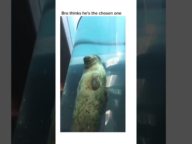 This Seal is The Chosen One  #shorts #wholesome #cute #animals #seal