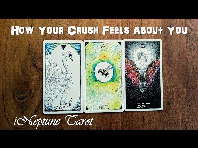 HOW YOUR CRUSH FEELS ABOUT YOU  Timeless Pick a Card Tarot Reading 🃏